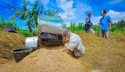 Aturan Direvisi, Bulog Wajib Serap Gabah Petani Rp6.500 per Kg dan Wajib Lapor ke Menko Pangan&nbsp;