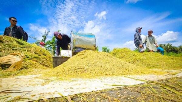 Miris, 70 Gabah Petani Dibeli di Bawah HPP Rp6.500 per Kg