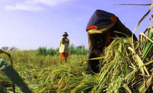 Bulog Serap Gabah Petani hingga 2 Juta Ton, Tertinggi dalam Lima Tahun Terakhir Bulog Serap Gabah Petani hingga 2 Juta Ton, Tertinggi dalam Lima Tahun Terakhir
