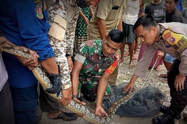 Geger, Ular Sanca 3,5 Meter Mangsa Kucing Warga di Bojonegoro