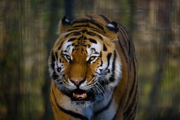 Nekat Panjat Kandang Harimau, Wanita Ini Nyaris Kehilangan Tangannya