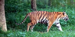 Ngeri! Harimau&nbsp;Sumatera Muncul di Objek Wisata&nbsp;Danau Lebar Bengkulu