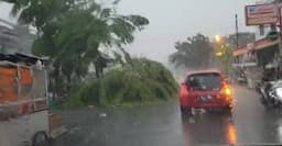 Hujan Disertai Angin, Pohon Tumbang Timpa Motor dan Becak di Lebak