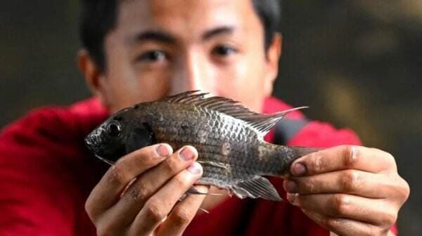 Thailand Lancarkan Perang Lawan Ikan Nila <i>Blackchin</i>, Spesies Paling Invasif Ancam Kerusakan Lingkungan