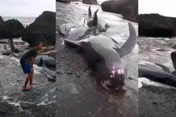 Geger Puluhan Paus Terdampar hingga Mati di Pesisir Perairan NTT