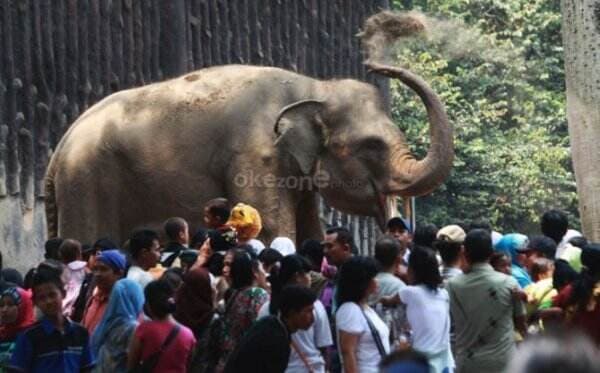 Ragunan Didatangi 19 Ribu Pengunjung Hari Ini, Lonjakan Pengunjung Diprediksi Terjadi Tanggal 1 Januari