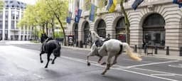 Kabur Lagi, Kuda-Kuda Militer Lepas Berkeliaran di Pusat Kota London