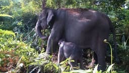 Kawanan Gajah Rusak Belasan Rumah Warga di Perbatasan Tanggamus-Lampung Barat