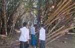 Kisah Bambu Cinta di Pasarean Jaka Tarub Pamekasan yang Selalu Ramai Dikunjungi Peziarah