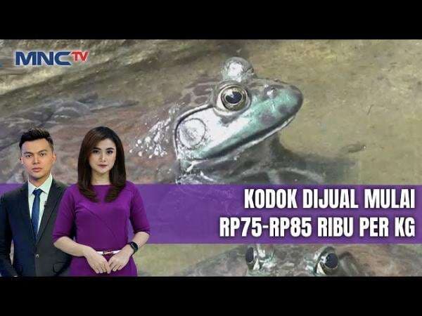 Raup Omzet Rp15 Juta per Bulan, Warga Denpasar Sukses Budidayakan Kodok di Lahan Sempit Raup Omzet Rp15 Juta per Bulan, Warga Denpasar Sukses Budidayakan Kodok di Lahan Sempit