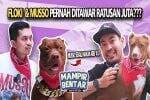 Kolaborasi Seru Robby Purba dan Shine, Mengenal Floki Anjing Pitbull yang Mencuri Hati