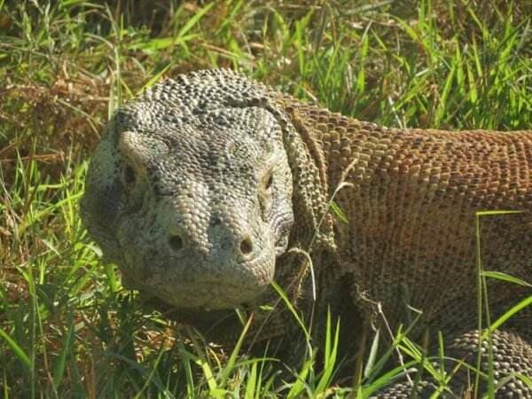 Intip Dua Spot Terbaik Melihat Satwa Komodo di Flores