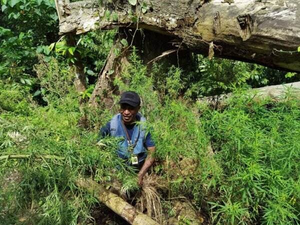 Heboh Penemuan Ladang Ganja di Perbatanan RI-Papua Nugini, Barang Bukti 50 Kg