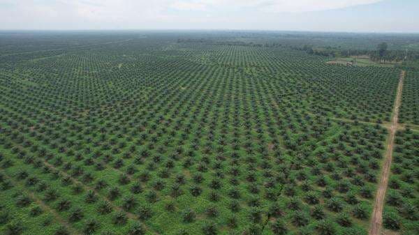 Menuju Ketahanan Pangan dan Energi, RI Tingkatkan Produksi Minyak Goreng hingga Biodiesel Menuju Ketahanan Pangan dan Energi, RI Tingkatkan Produksi Minyak Goreng hingga Biodiesel