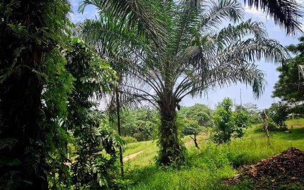 Alasan Kejagung Serahkan 221 Ribu Lahan Kebun Sawit ke Erick Thohir: Tak Mau Ada PHK Alasan Kejagung Serahkan 221 Ribu Lahan Kebun Sawit ke Erick Thohir: Tak Mau Ada PHK