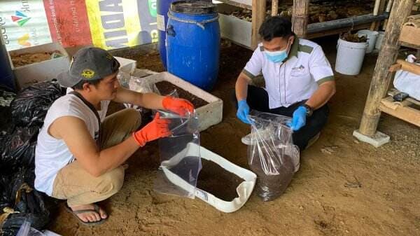 Kerja Sama dengan Lido Lake Resort Kelola Sampah Organik, Pengelola Maggot: 300-400 Kilogram Setiap 2 Hari 