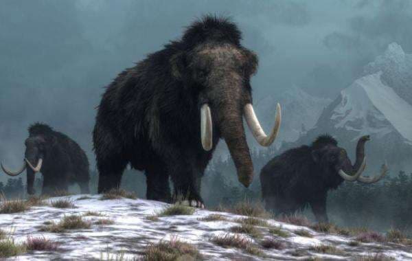 Setelah Serigala Dire Wolf, Apakah Mammoth Akan Dihidupkan Kembali? Setelah Serigala Dire Wolf, Apakah Mammoth Akan Dihidupkan Kembali?