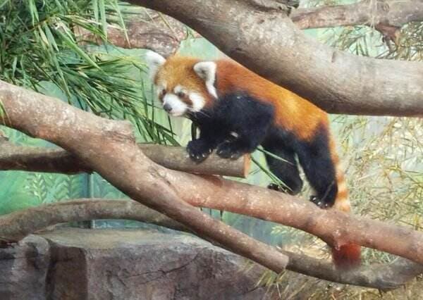 Mengenal Kaito, Panda Merah Imut Pegunungan Himalaya yang Kuat Habiskan 5 Kg Daun