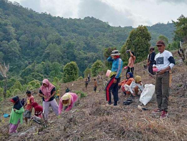 Kemandirian Pangan, Legislator Partai Perindo Arifin Yasrin Ruru Tanam Padi Bersama Warga Kemandirian Pangan, Legislator Partai Perindo Arifin Yasrin Ruru Tanam Padi Bersama Warga