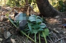 Geger Penemuan Mayat Pria Tertutup Daun Pisang di Kupang, Polisi Tangkap Pelaku