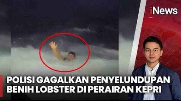 Detik-Detik Polisi Tangkap Penyelundup 151.000 Benih Lobster di Perairan Kepri