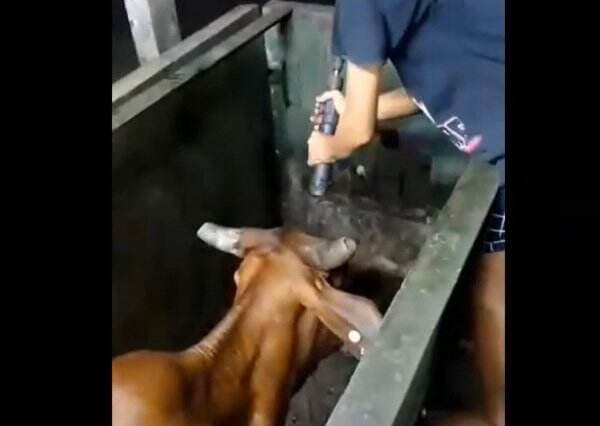 Viral Video Sapi Ditembak Kepala Sebelum Disembelih di RPH Surabaya, Begini Faktanya