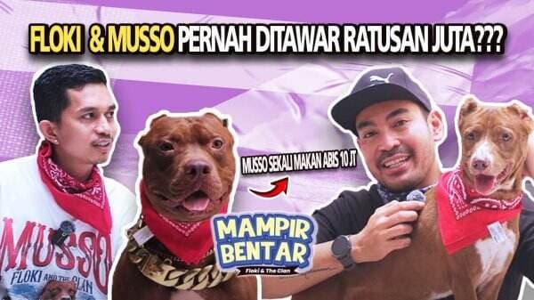 Perjalanan Emosional Shine dan Anjing Pitbull Kesayangannya Floki