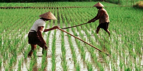 Bulog Masih Beli Harga Gabah di Bawah HPP Rp6.500 per Kg