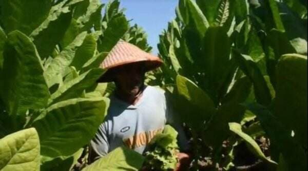 Kementan Nilai Kebijakan Kemasan Rokok Polos bakal Ancam Petani Tembakau