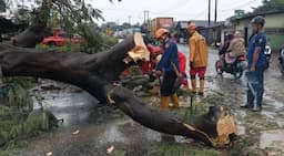 Pohon Tumbang di Jalan Raya Narogong Cileungsi Usai Hujan Deras