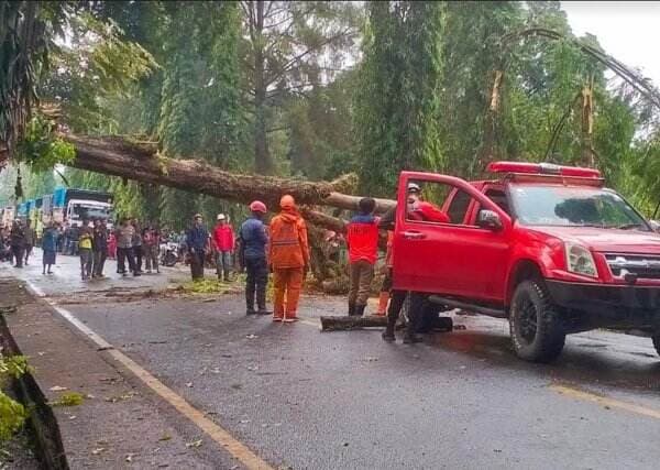 Pohon Tumbang, 3 Jam Arus Lalin ke Pelabuhan Ratu dan Cibadak Lumpuh Total