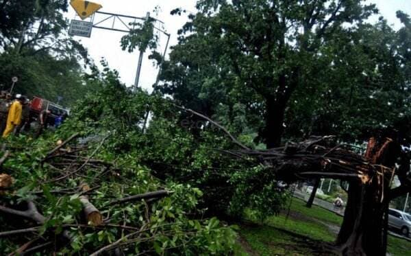 Pohon Tumbang Timpa Rumah di Kebagusan Jaksel, 6 Warga Terdampak