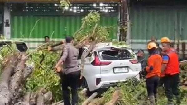 Hujan Deras Disertai Angin Kencang di Bondowoso, Pohon Besar Tumbang Timpa Mobil dan Motor