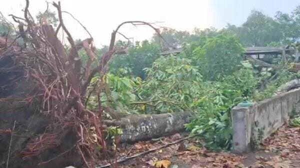 Pohon Besar Tumbang Diterjang Hujan Deras dan Angin Kencang di Blitar, 1 Orang Tewas