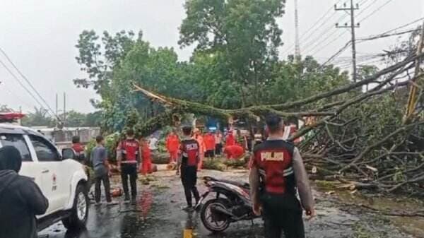 Sejumlah Pohon Tumbang Diterjang Hujan Angin, Akses Jalan  di Malang Terputus