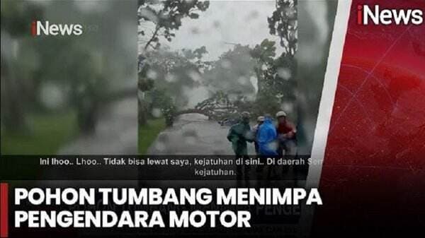 Terekam Video Detik-detik Pengendara Motor Tertimpa Pohon Tumbang di Tuban