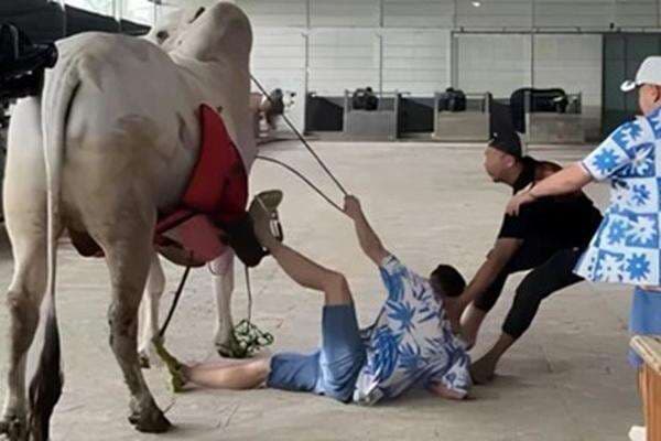 Jatuh dari Sapi 1 Ton, Pandangan Raffi Ahmad Sempat Buram dan Mual Jatuh dari Sapi 1 Ton, Pandangan Raffi Ahmad Sempat Buram dan Mual