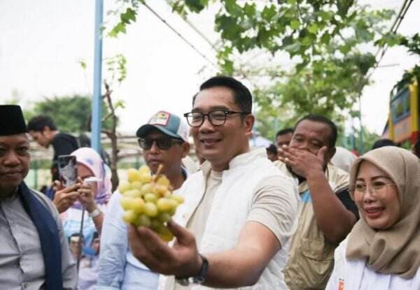 Blusukan ke Agro Eduwisata di Kembangan, Ridwan Kamil Paparkan Program Urban Farming