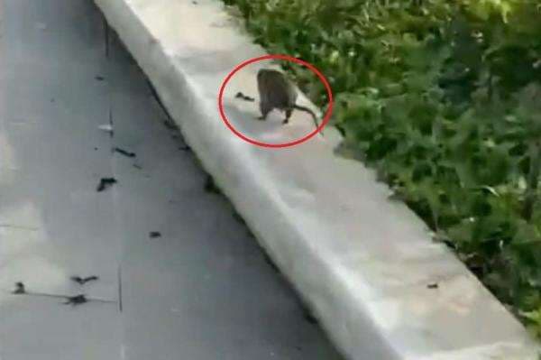 Viral Serangan Tikus di IKN, Kejar-kejaran dengan Wisatawan Viral Serangan Tikus di IKN, Kejar-kejaran dengan Wisatawan