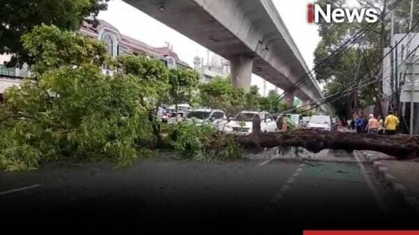 Imbas Hujan Disertai Angin Kencang, Pohon Tumbang Tutup Jalan Melawai Jaksel