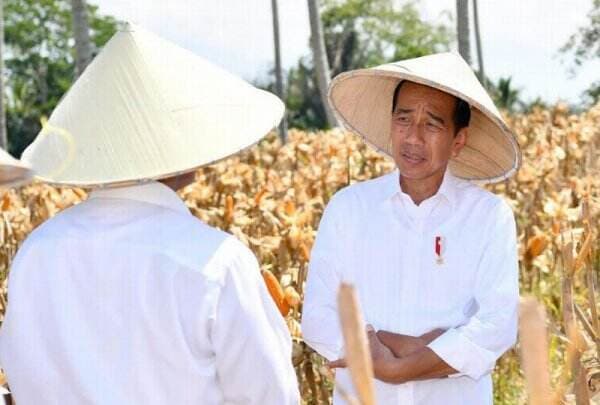 Tinjau Panen Jagung di Boalemo, Jokowi Dorong Peningkatan Produksi