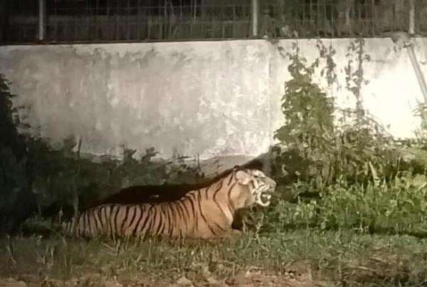 Heboh! Harimau Berukuran Besar Muncul di PT Wilmar Group, Nih Penampakannya Heboh! Harimau Berukuran Besar Muncul di PT Wilmar Group, Nih Penampakannya