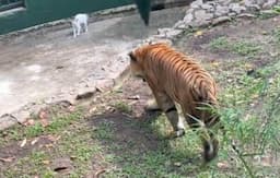 Viral Aksi Heroik Zookeeper Selamatkan Kucing Terjebak di Kandang Harimau