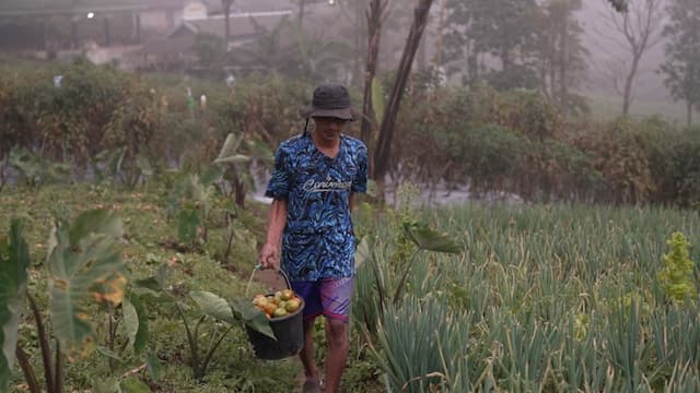 Kisah Petani Muda Boyolali yang Penjualannya Meningkat Berkat Program MBG Kisah Petani Muda Boyolali yang Penjualannya Meningkat Berkat Program MBG