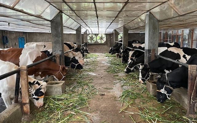 Djarum Group Mau Bangun Peternakan Raksasa Sapi Perah di Brebes Djarum Group Mau Bangun Peternakan Raksasa Sapi Perah di Brebes