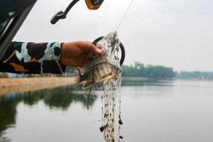 5 Umpan Pancing Termahal di Dunia, Ada yang sampai Rp1,5 Miliar 5 Umpan Pancing Termahal di Dunia, Ada yang sampai Rp1,5 Miliar