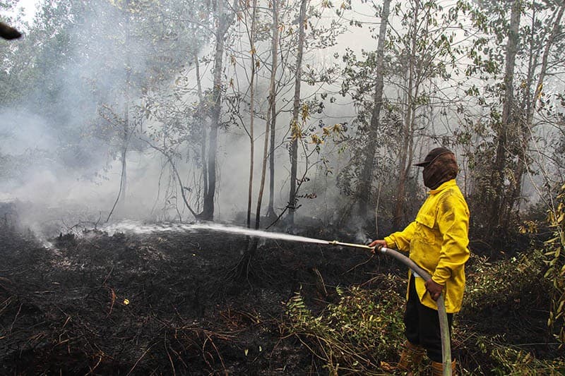Karhutla di Kalteng, BNPB Catat 379,76 Hektare Lahan Terbakar sejak Awal Tahun Karhutla di Kalteng, BNPB Catat 379,76 Hektare Lahan Terbakar sejak Awal Tahun
