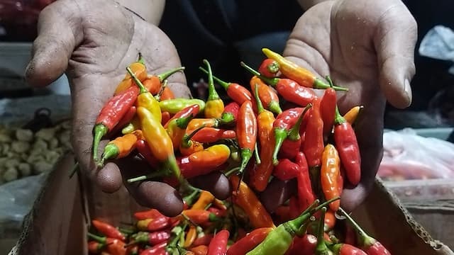 Harga Cabai Makin Pedas, Rawit Merah Sentuh Rp80.450 per Kg Harga Cabai Makin Pedas, Rawit Merah Sentuh Rp80.450 per Kg
