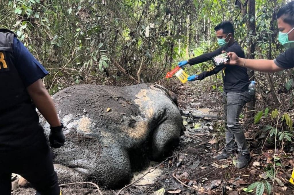 Gajah Mati Tanpa Kepala dan Gading di Pelalawan Diduga Ditembak Pemburu Liar Gajah Mati Tanpa Kepala dan Gading di Pelalawan Diduga Ditembak Pemburu Liar