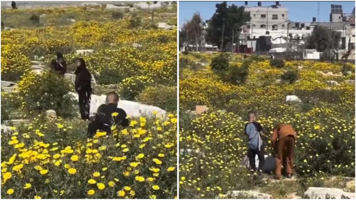 Viral Pemakaman di Gaza Jadi Taman Bunga, Ini Fotonya! Viral Pemakaman di Gaza Jadi Taman Bunga, Ini Fotonya!